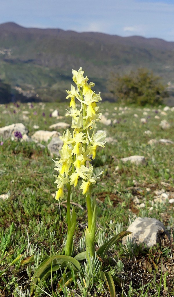 O.pauciflora, O.provincialis, O.quadripunctata, O.xcolemanii, 4 belle Orchis.
